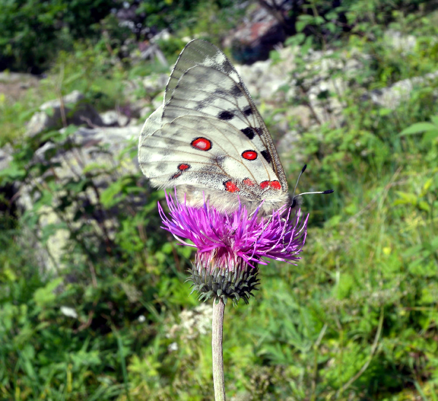 Parnassius apollo - Papilionidae..........dal Trentino